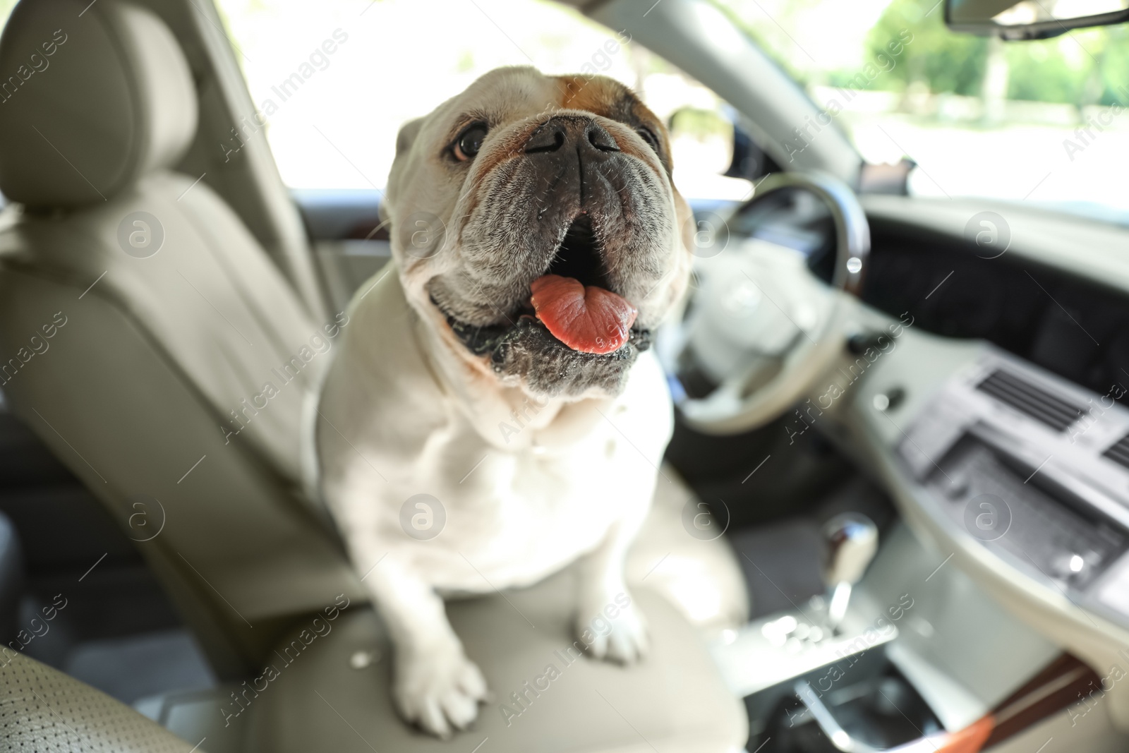 Photo of Adorable funny English bulldog inside modern car