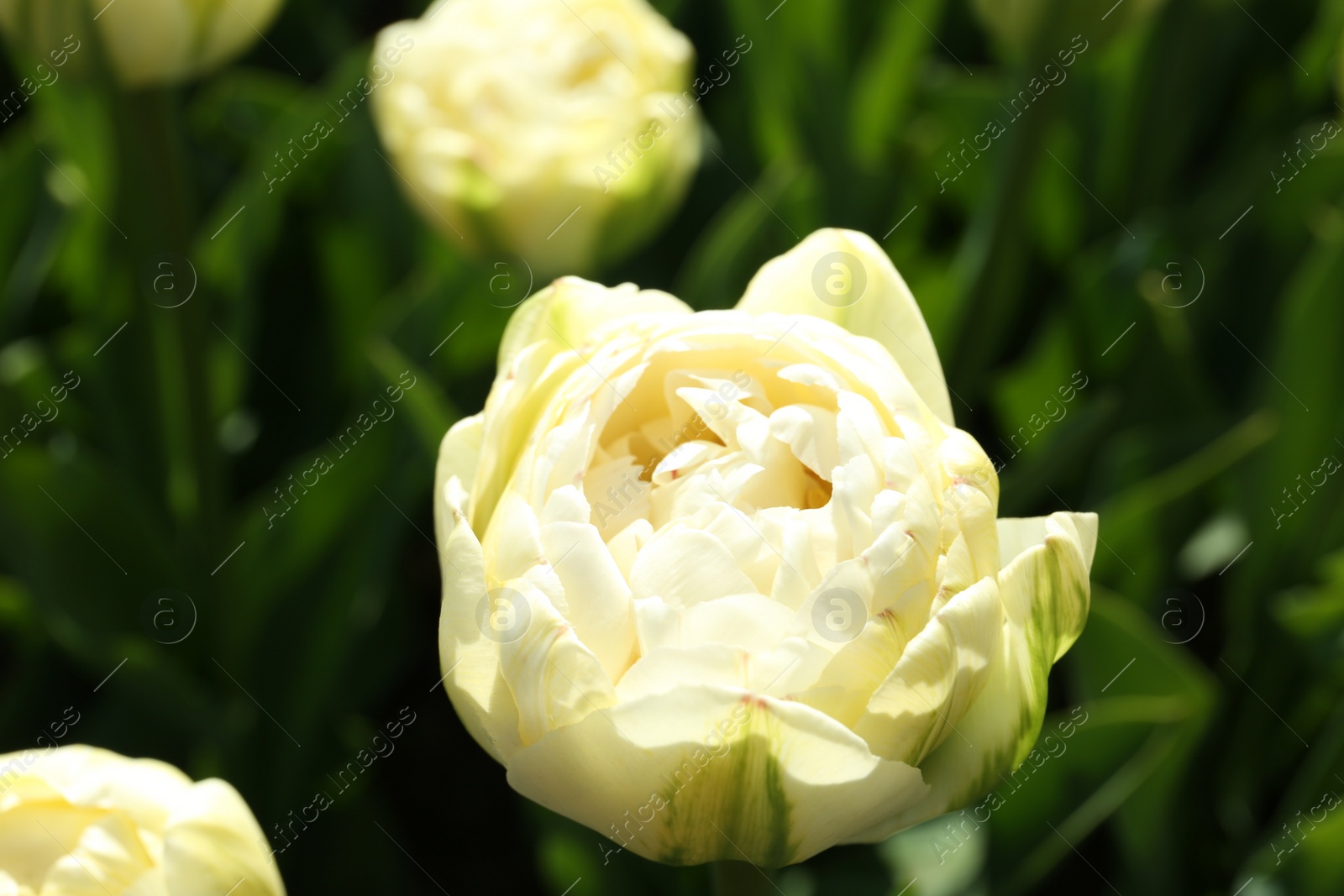 Photo of Beautiful blooming tulip outdoors on sunny day