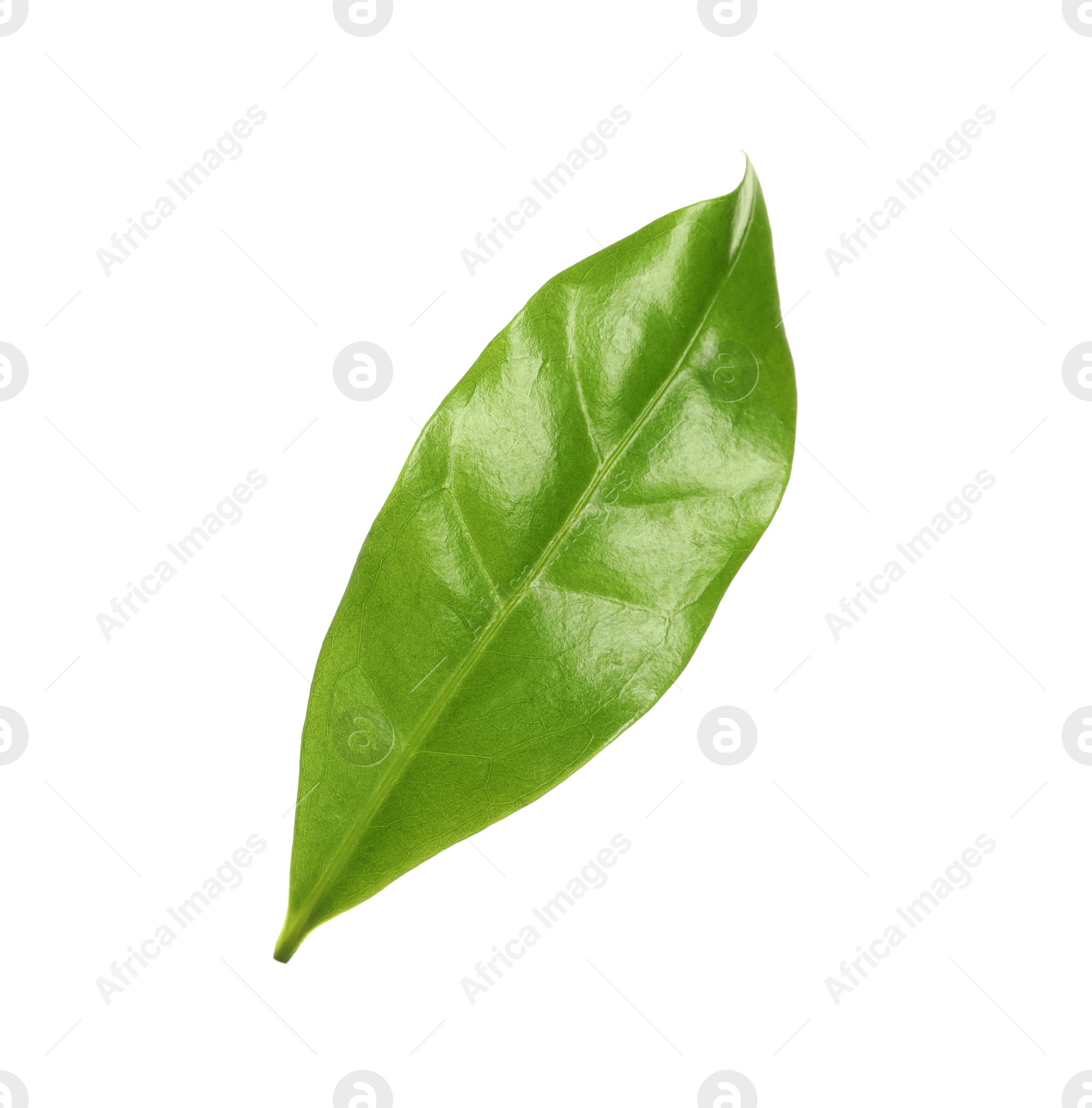 Photo of Fresh green coffee leaf isolated on white