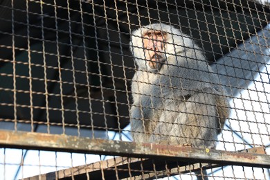 Photo of Beautiful hamadryas baboon inside of cage in zoo, low angle view