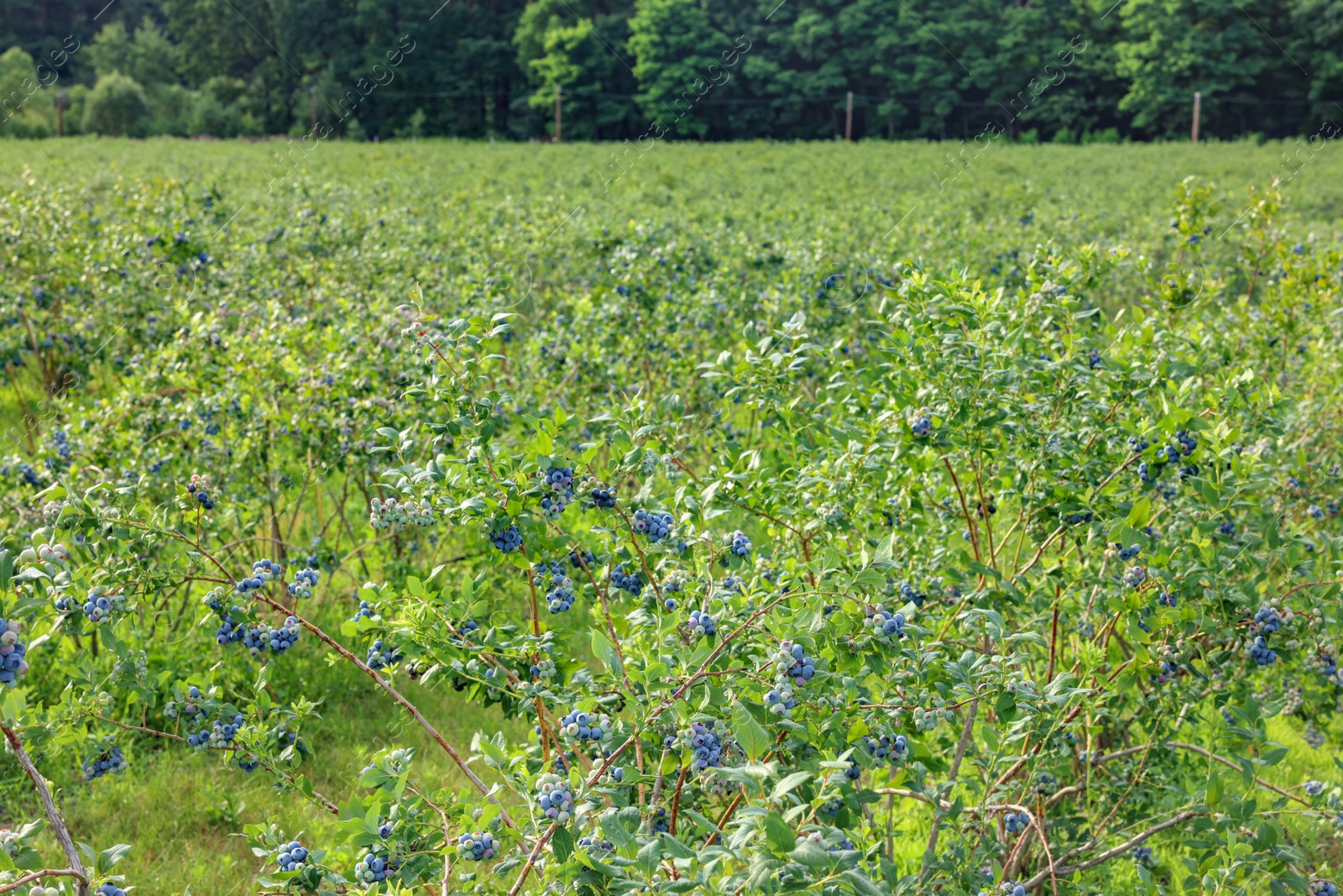 Photo of Blueberry bushes growing on farm outdoors. Seasonal berries