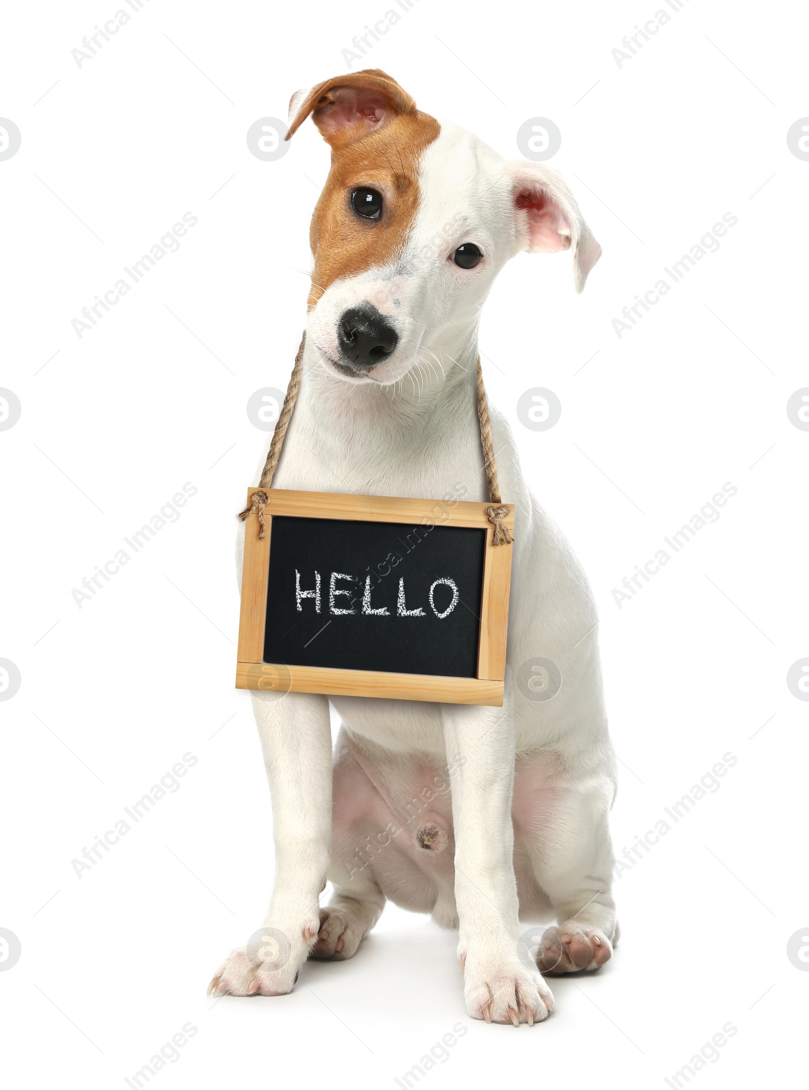 Image of Adorable dog with Hello sign on white background