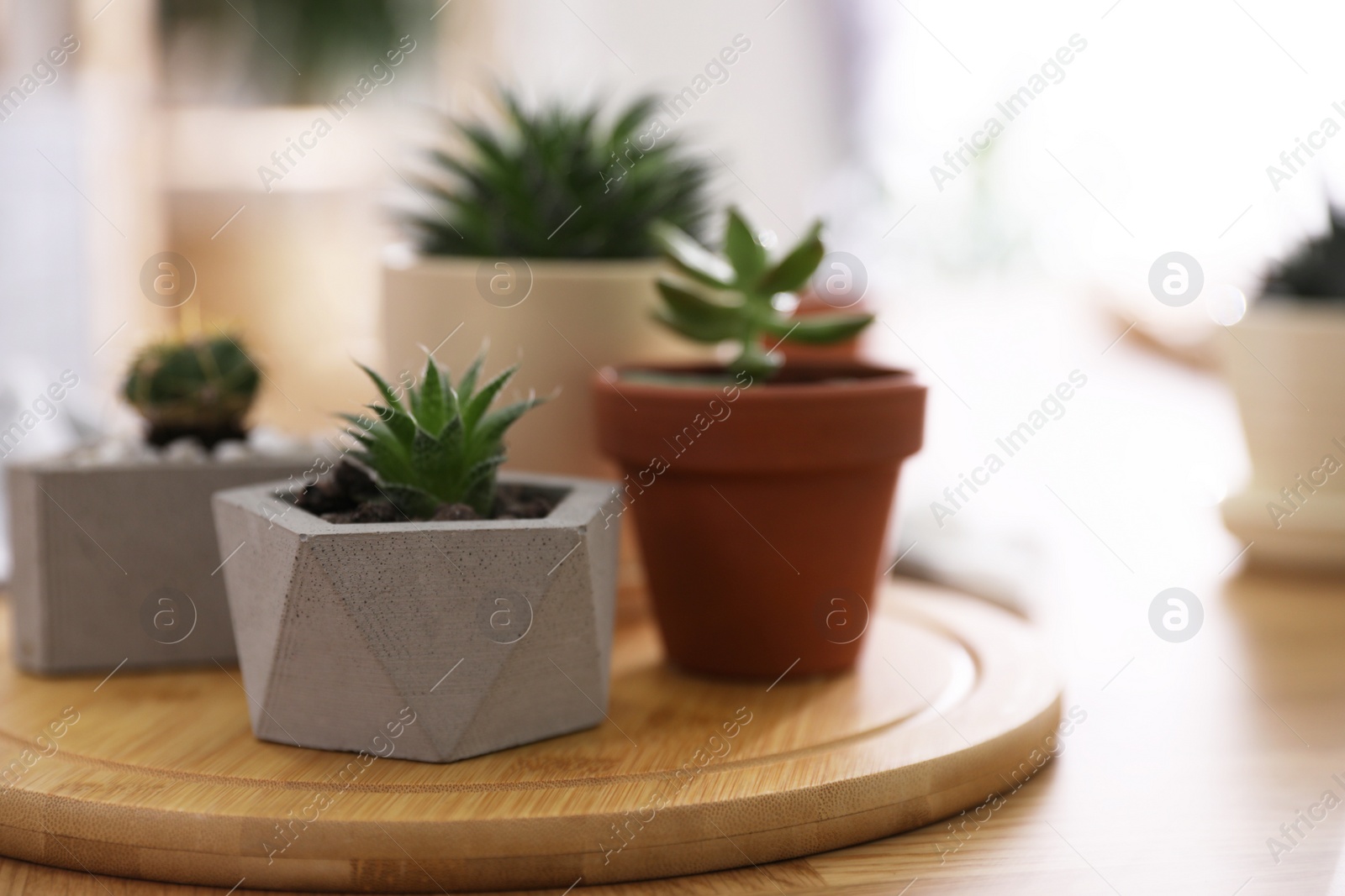 Photo of Beautiful potted plants on wooden table at home, space for text. Engaging hobby