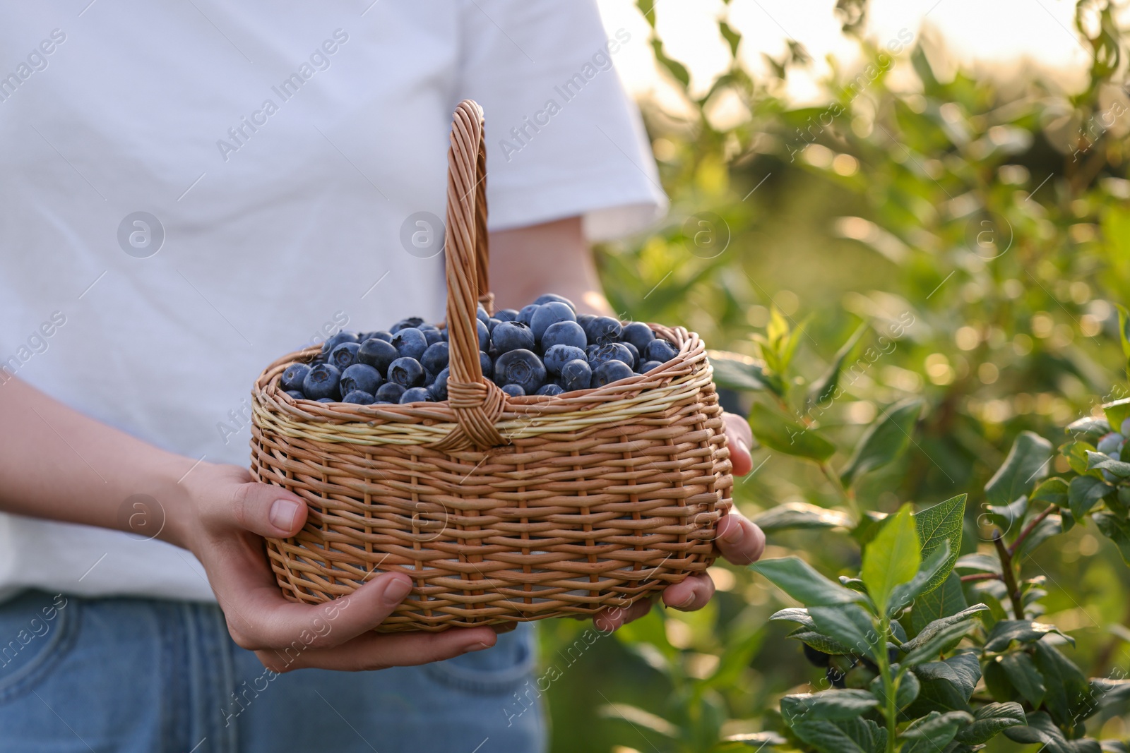 Photo of Woman with wicker basket of fresh blueberries outdoors, closeup. Seasonal berries