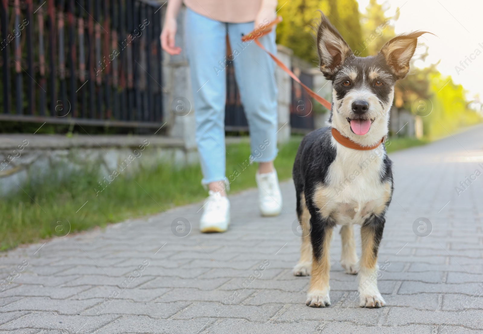 Photo of Woman walking her cute dog on city street, closeup