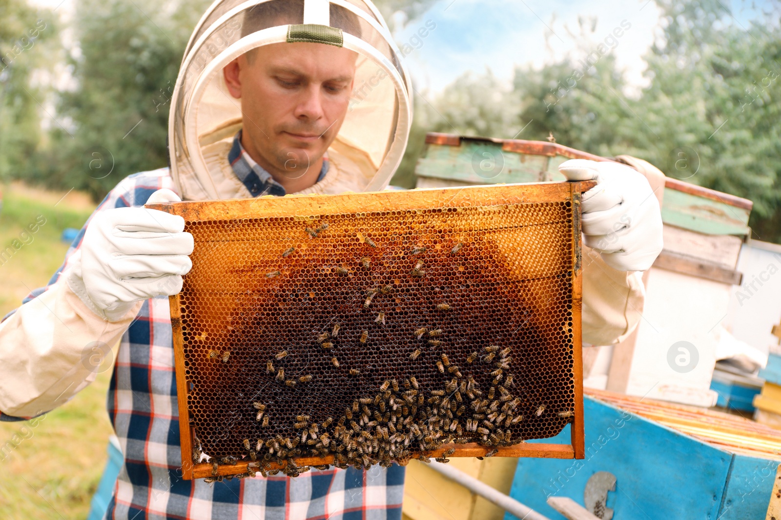 Photo of Beekeeper with hive frame at apiary. Harvesting honey