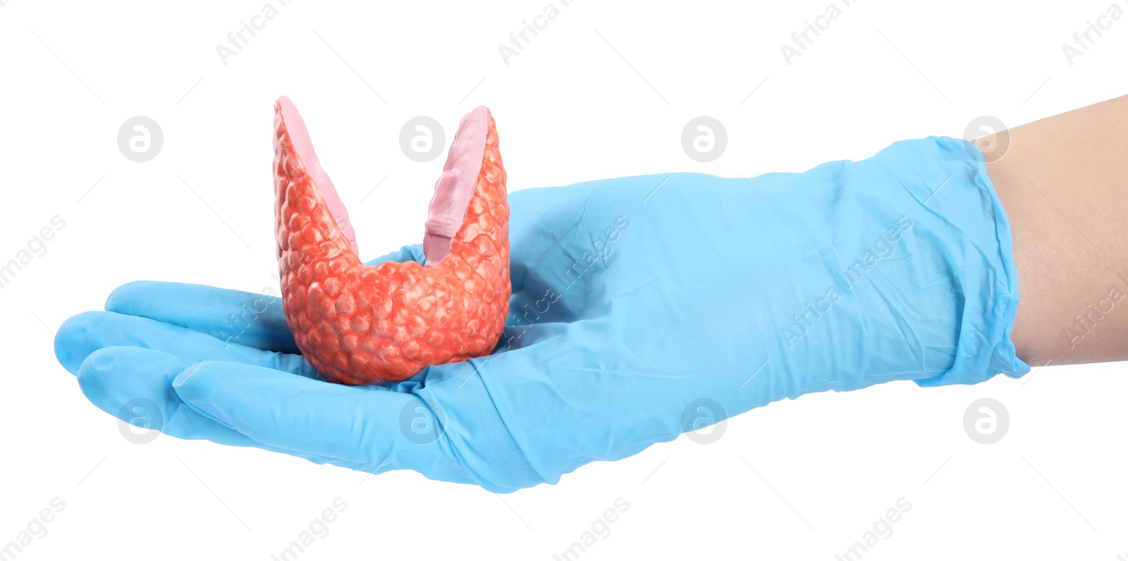 Photo of Doctor holding plastic model of healthy thyroid on white background, closeup