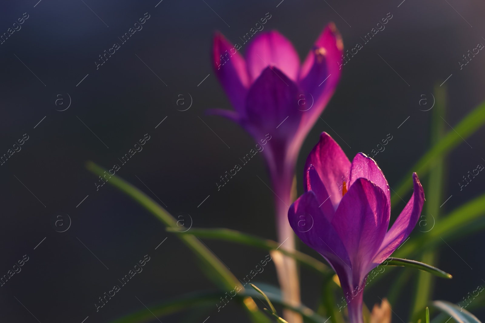 Photo of Fresh purple crocus flowers growing on dark background. Space for text