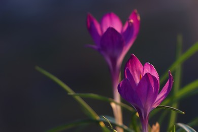 Fresh purple crocus flowers growing on dark background. Space for text