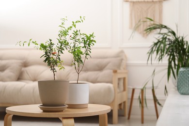 Young potted pomegranate trees on wooden table indoors, space for text