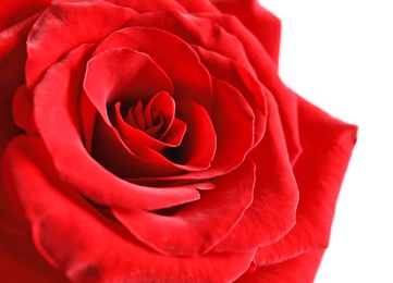 Beautiful red rose flower on light background, closeup