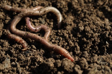 Photo of Worms on wet soil on sunny day, closeup