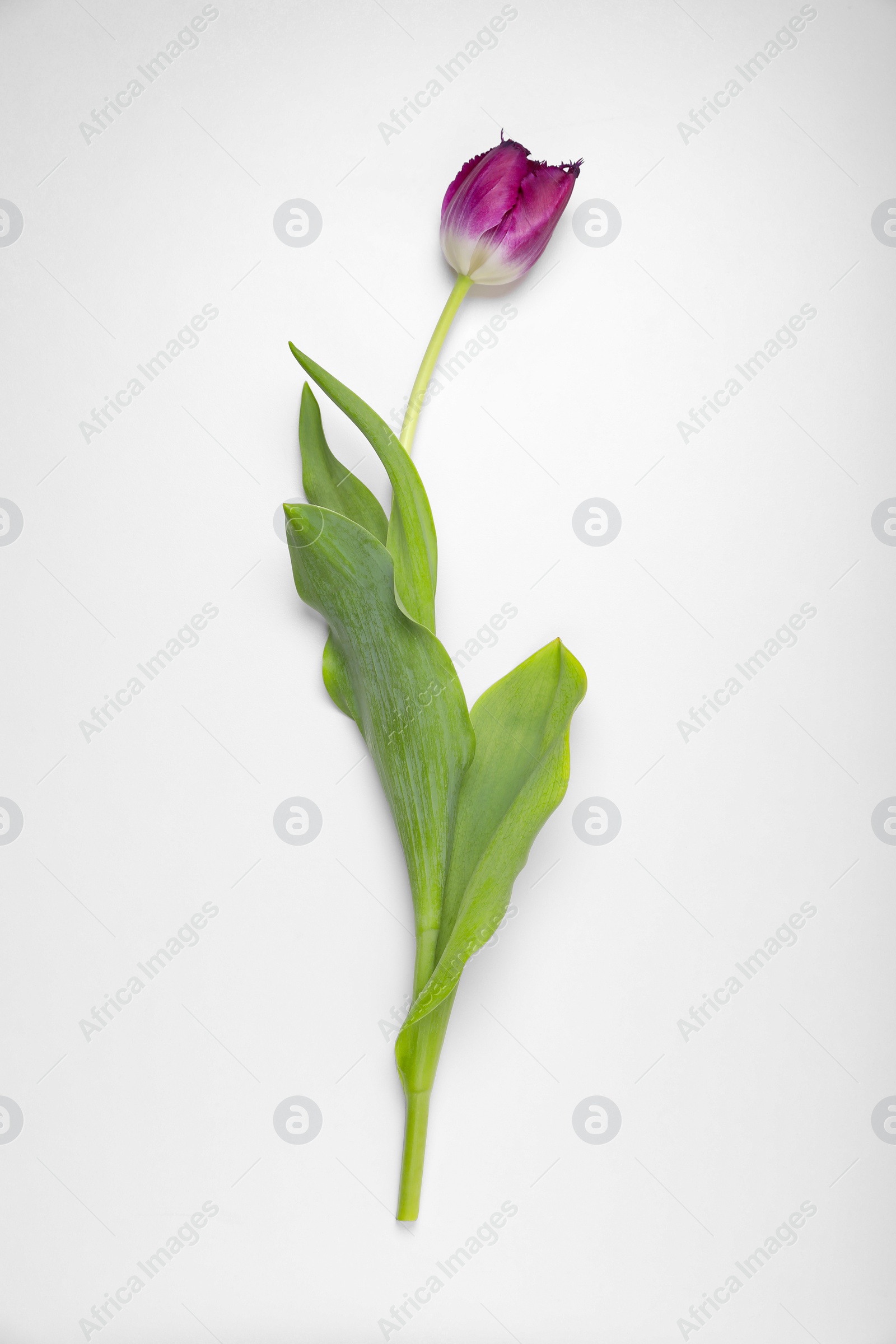 Photo of Beautiful purple tulip flower on white background, top view