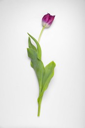 Beautiful purple tulip flower on white background, top view