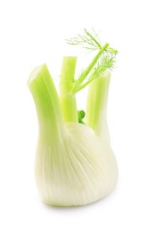 Fresh raw fennel bulb isolated on white