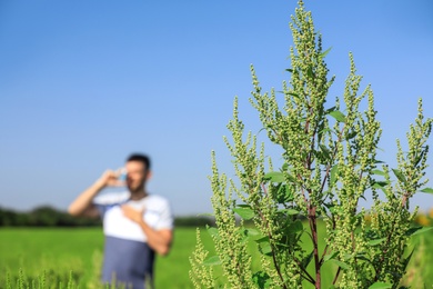 Photo of Blooming ragweed plant (Ambrosia genus) and blurred man on background, closeup. Seasonal allergy