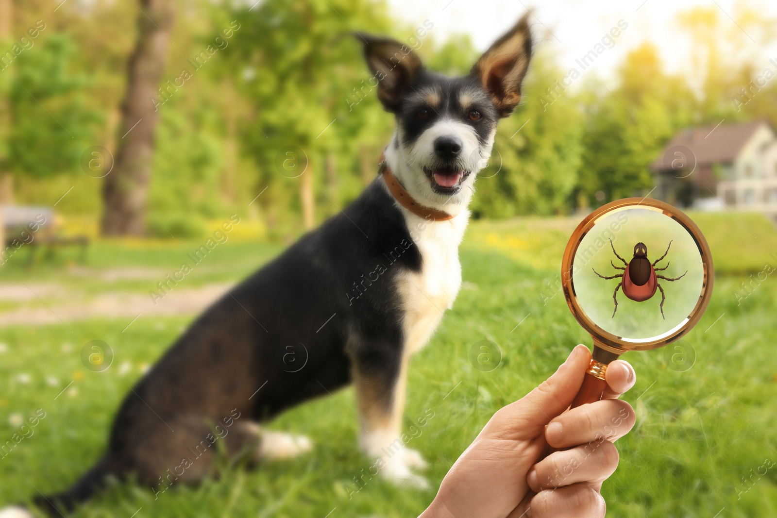 Image of Cute dog outdoors and woman showing tick with magnifying glass, selective focus. Illustration