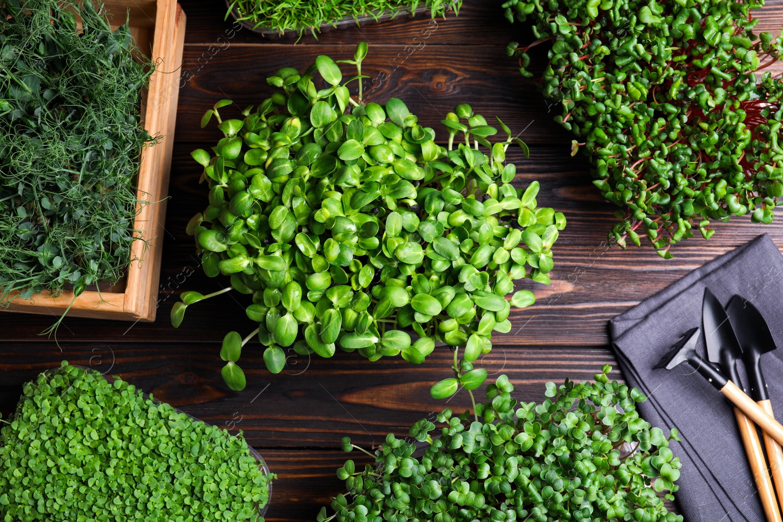 Photo of Fresh organic microgreens and gardening tools on wooden table, flat lay