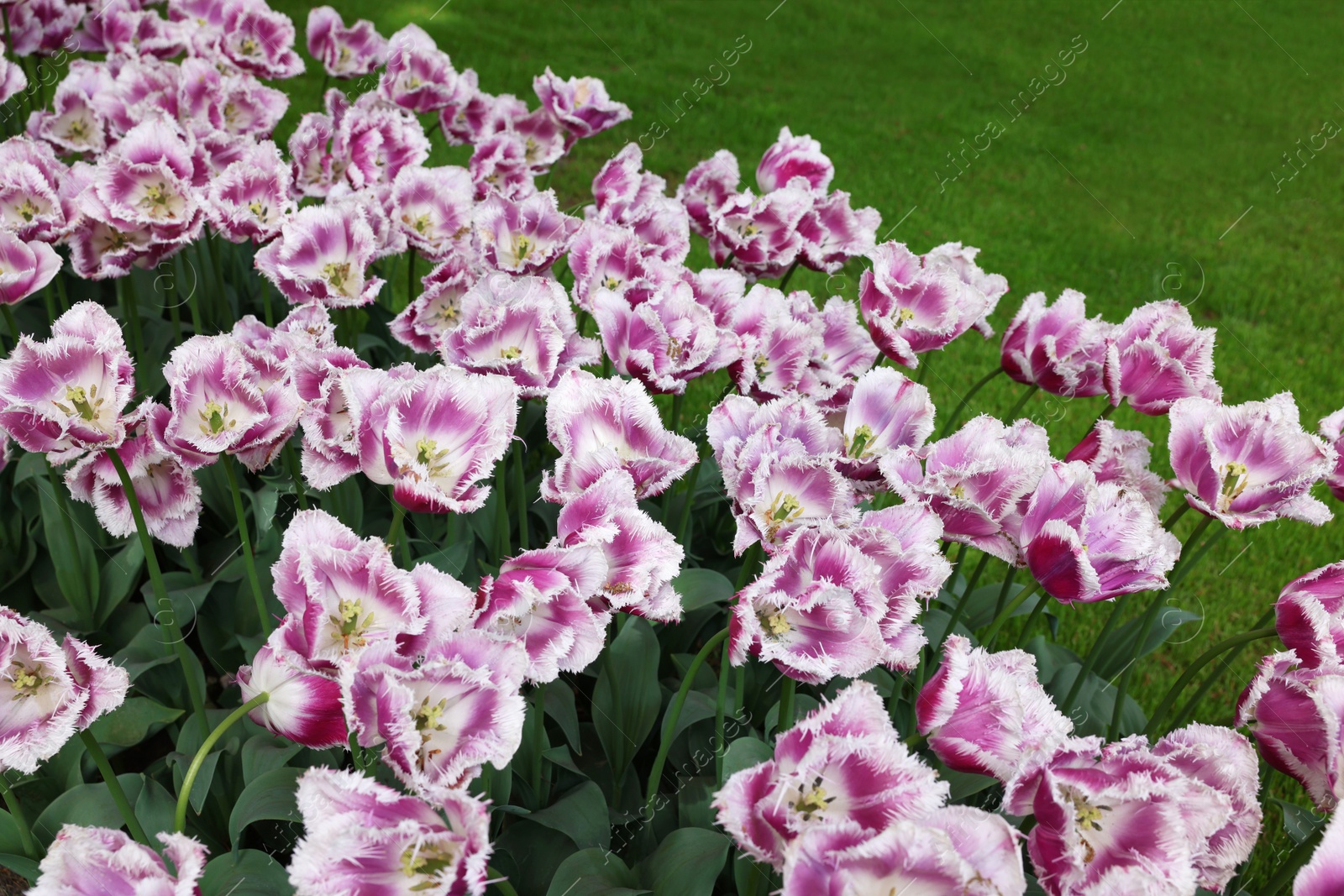 Photo of Many beautiful tulip flowers growing outdoors. Spring season