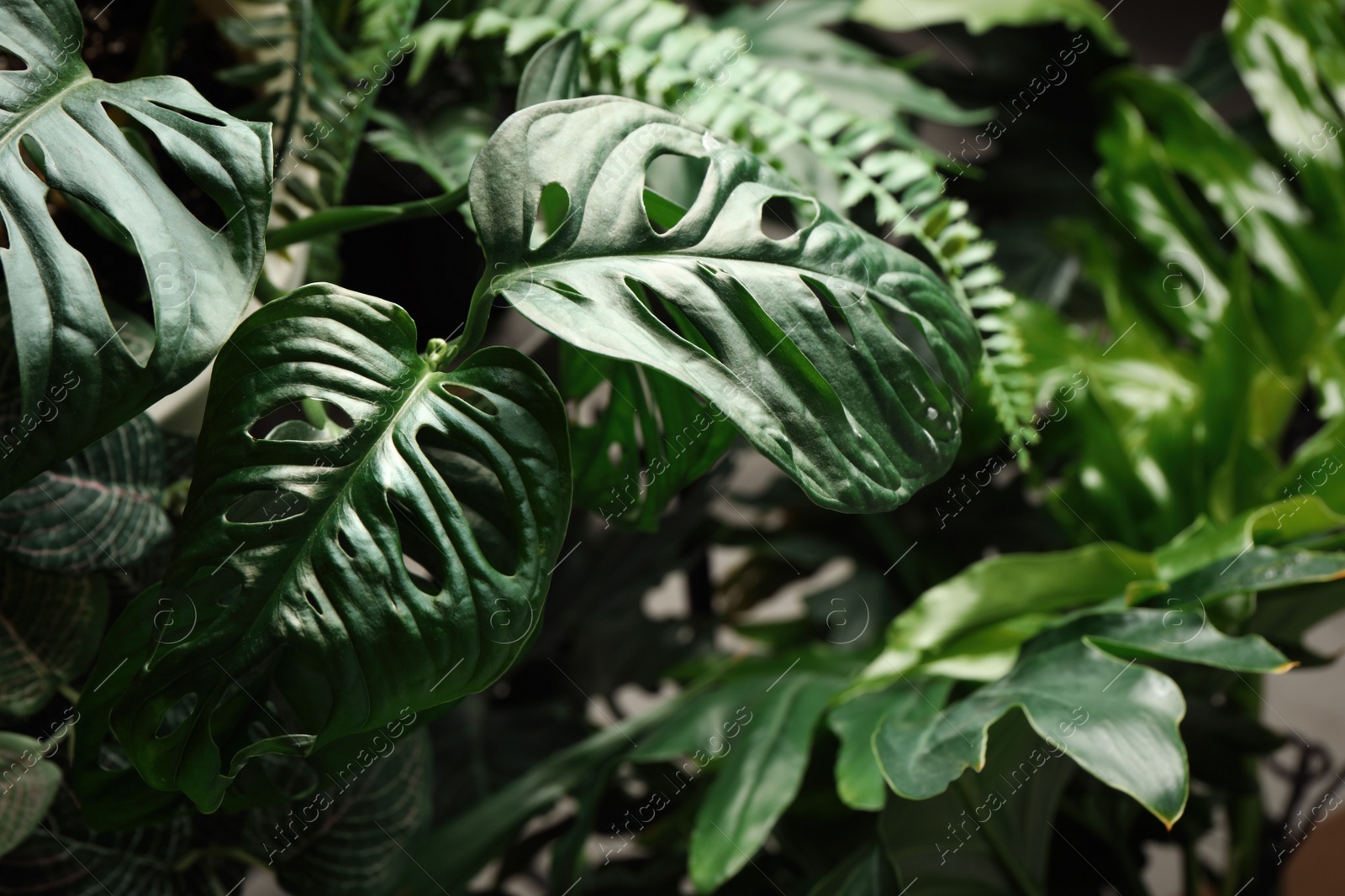 Photo of Monstera with lush leaves, closeup. Tropical plant