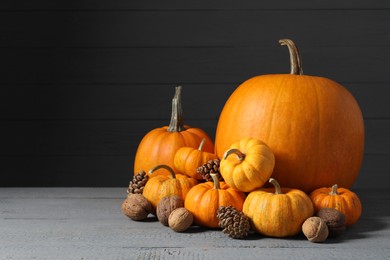Thanksgiving day. Composition with pumpkins on grey wooden table, space for text