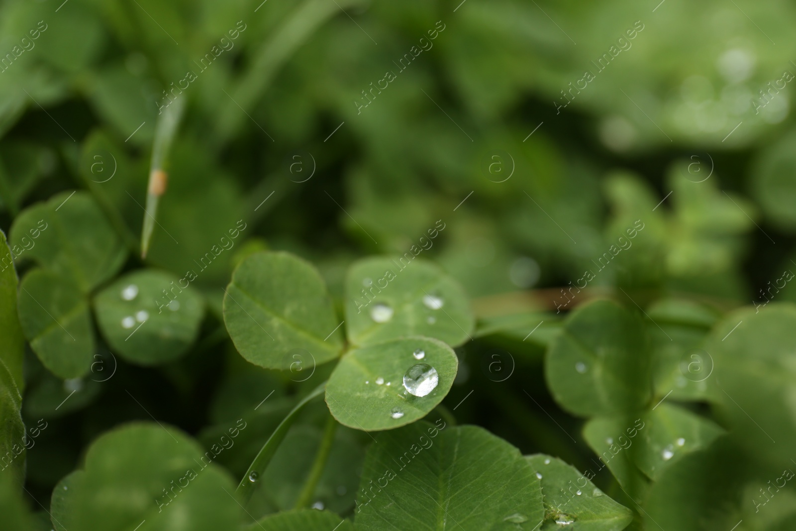 Photo of Beautiful green clover leaves with water drops, closeup