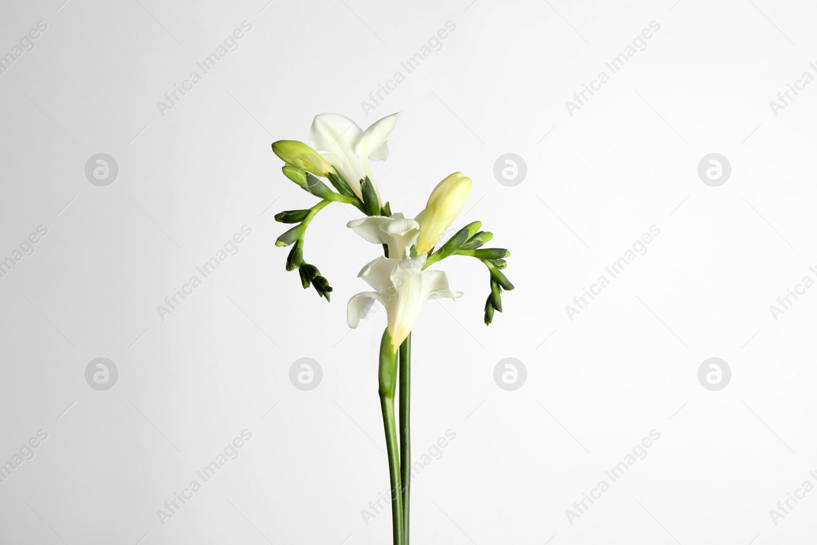 Photo of Beautiful tender freesia flowers on white background