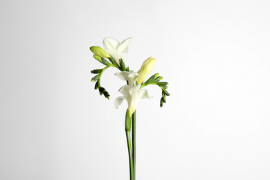 Photo of Beautiful tender freesia flowers on white background