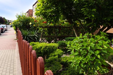 Different beautiful plants behind wooden fence outdoors. Gardening and landscaping