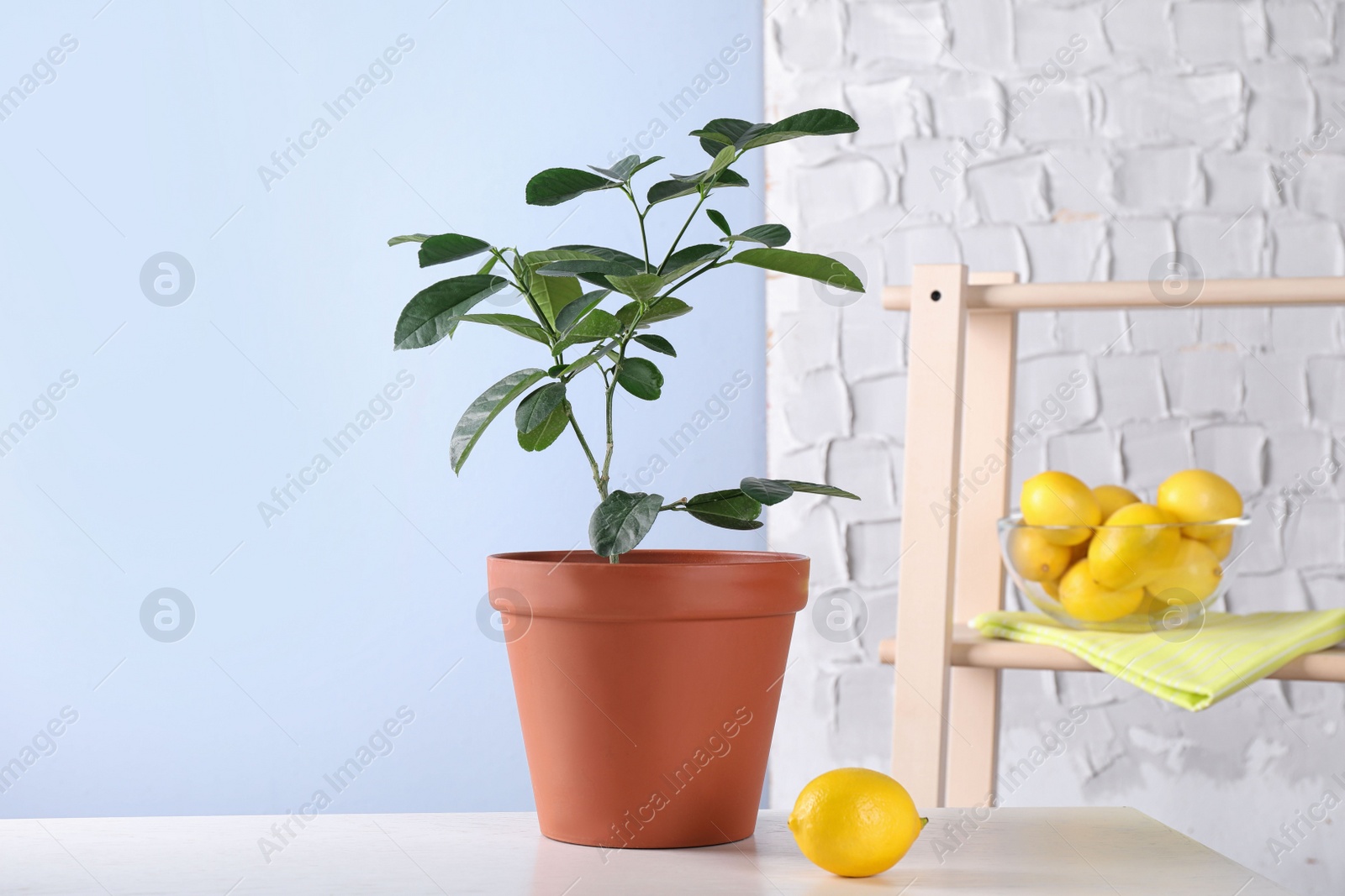 Photo of Potted lemon tree and ripe fruit on white table indoors