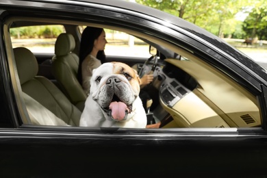 Photo of English bulldog looking out of car window