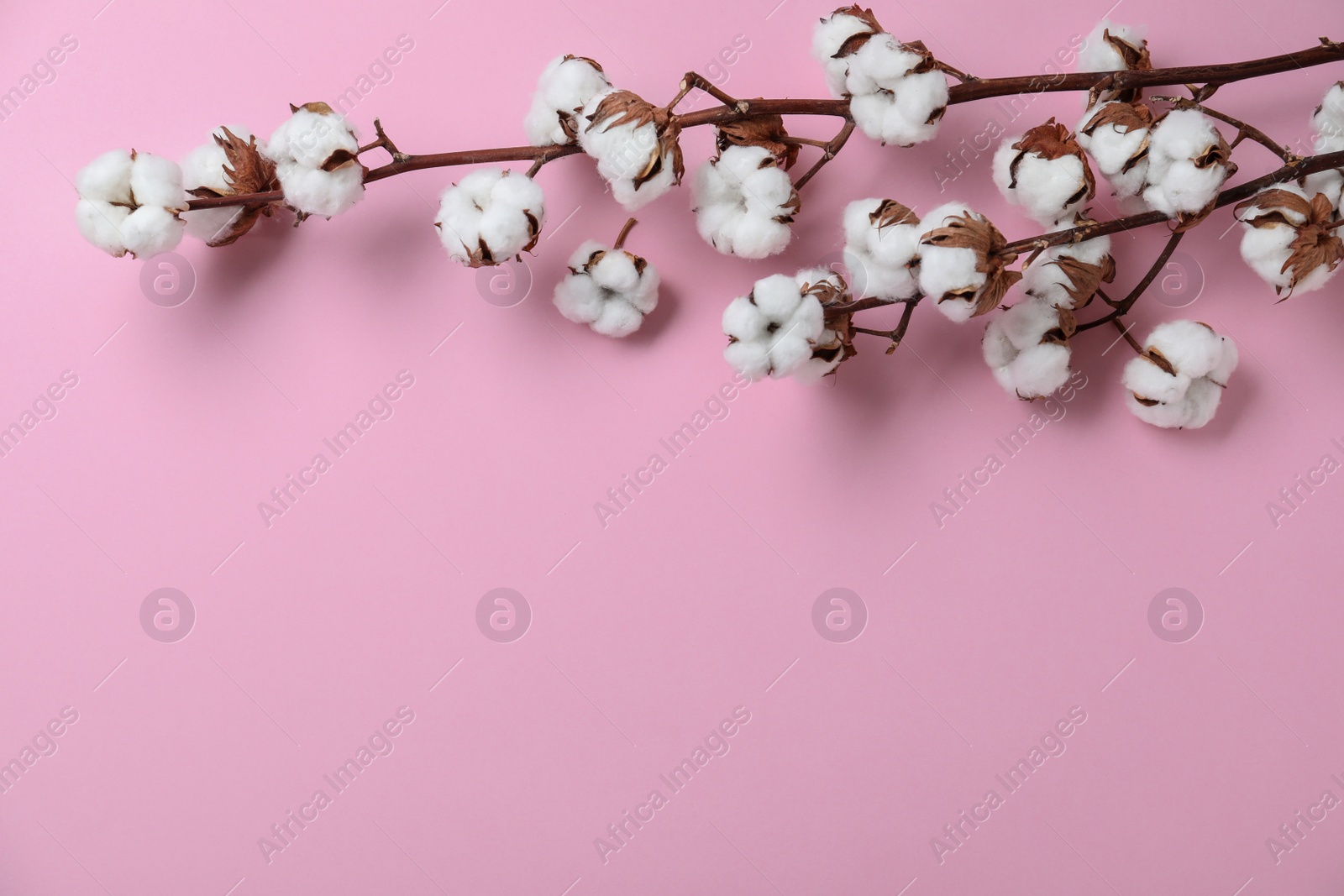 Photo of Flat lay composition with branches of cotton plant on pink background. Space for text