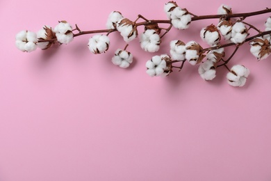 Flat lay composition with branches of cotton plant on pink background. Space for text