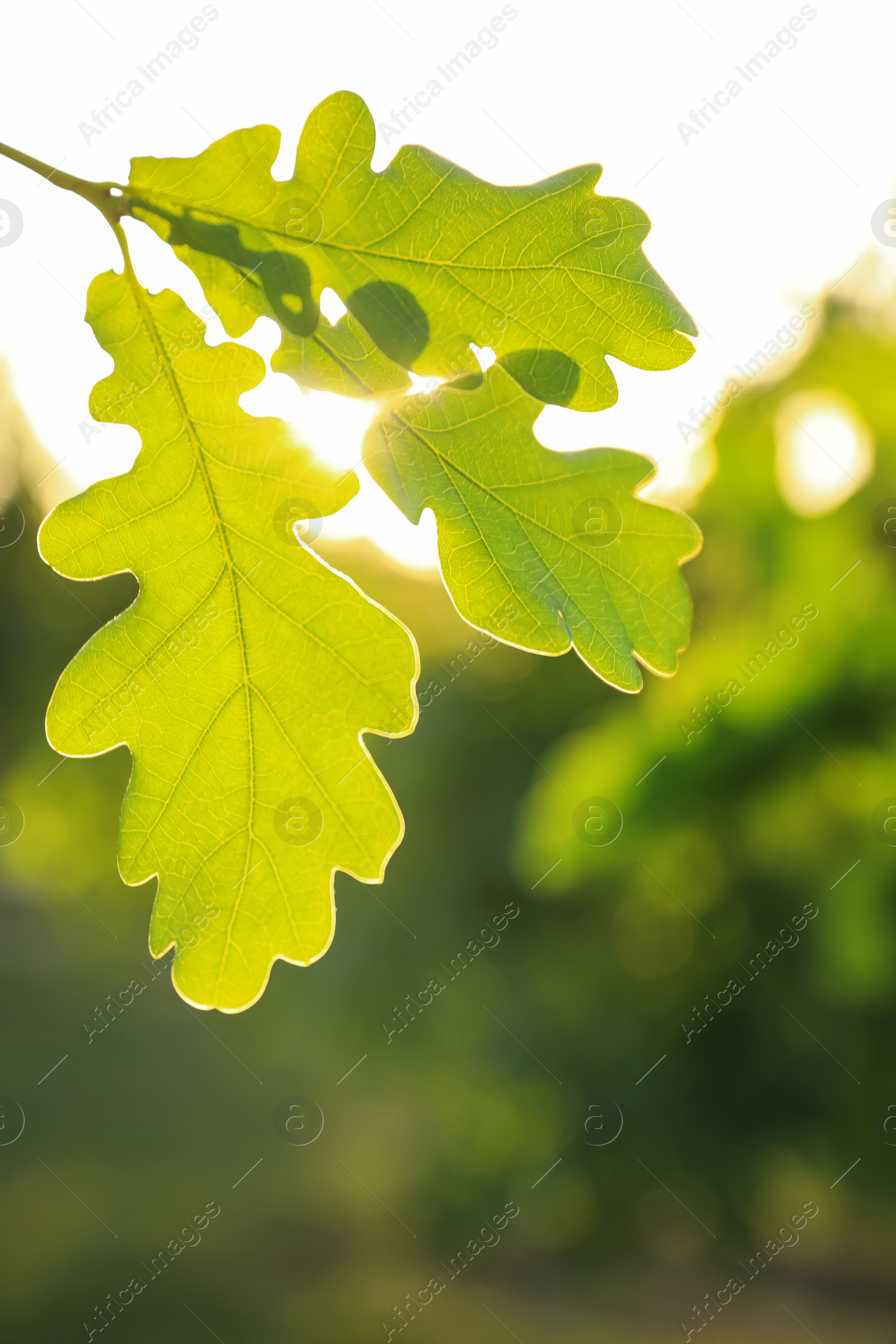 Photo of Closeup view of oak tree with young fresh green leaves outdoors on spring day