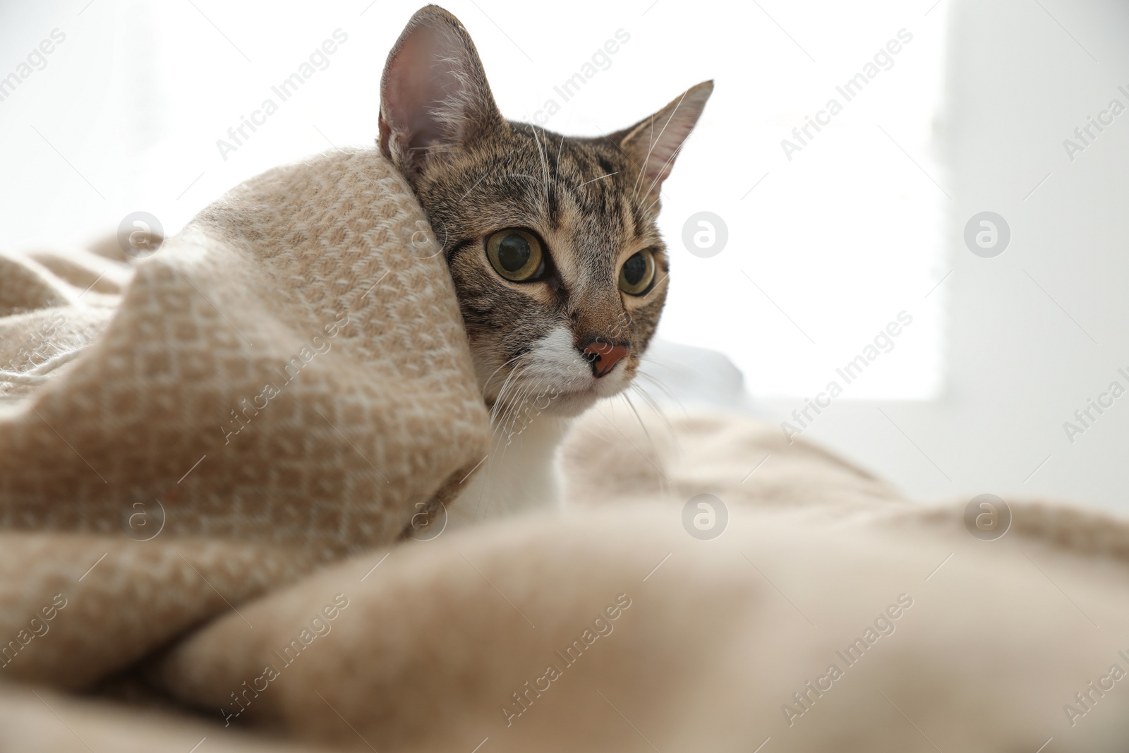 Photo of Adorable cat under plaid on bed at home, closeup