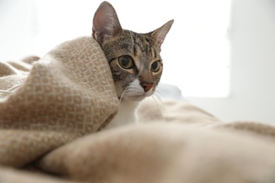 Adorable cat under plaid on bed at home, closeup