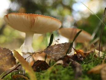 Beautiful forest mushrooms and fallen leaves in green grass