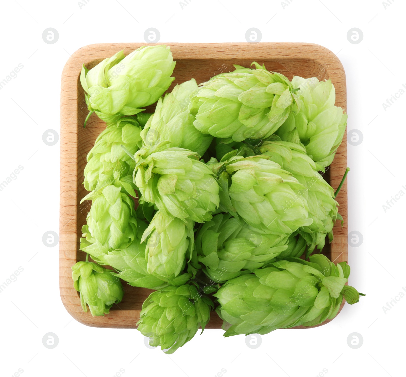 Photo of Fresh green hops on white background, top view