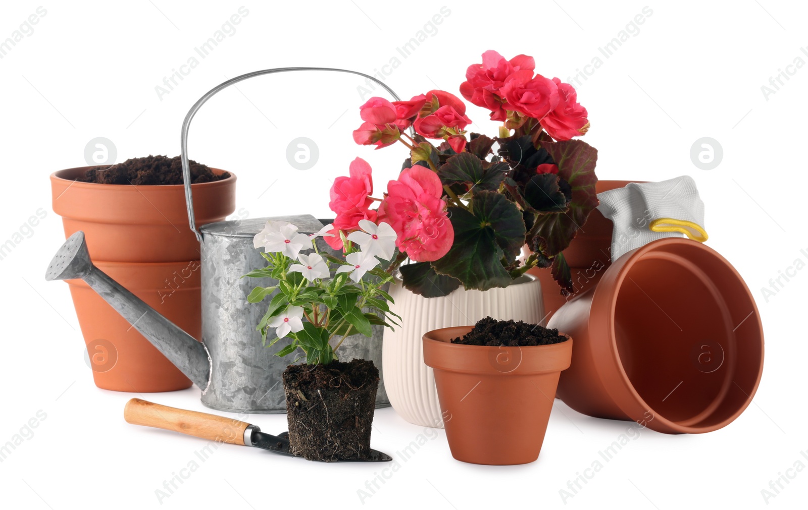 Photo of Beautiful flowers, pots and gardening tools isolated on white