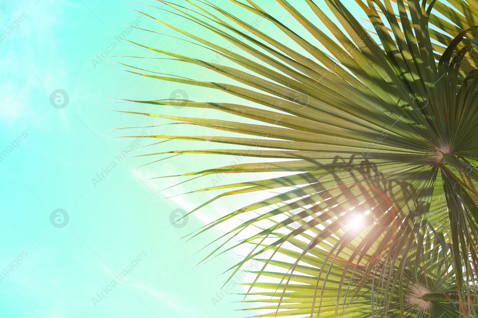 Image of Beautiful view of palm branches on sunny summer day. Stylized color toning