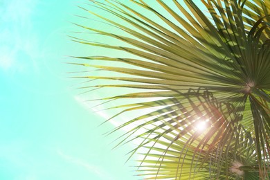 Beautiful view of palm branches on sunny summer day. Stylized color toning