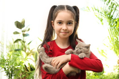 Portrait of girl holding Scottish straight baby cat on blurred background