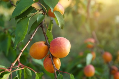 Tree branch with sweet ripe apricots outdoors, closeup view