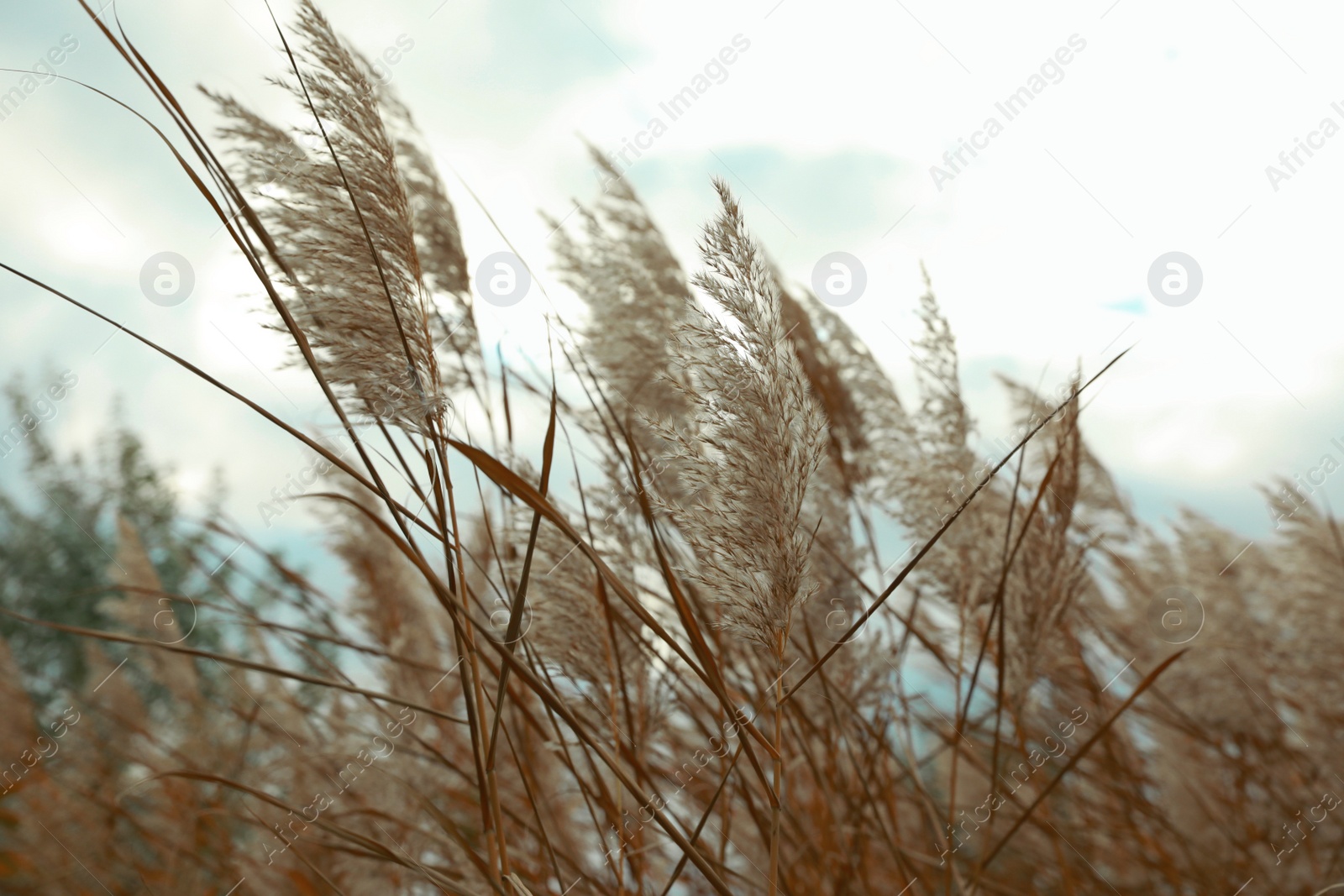 Photo of Beautiful dry reeds under cloudy sky outdoors