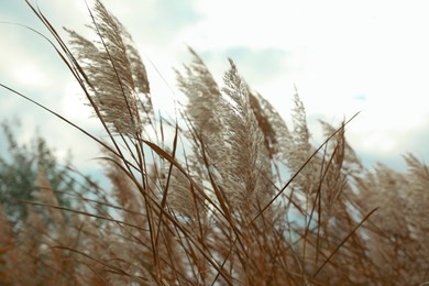 Photo of Beautiful dry reeds under cloudy sky outdoors