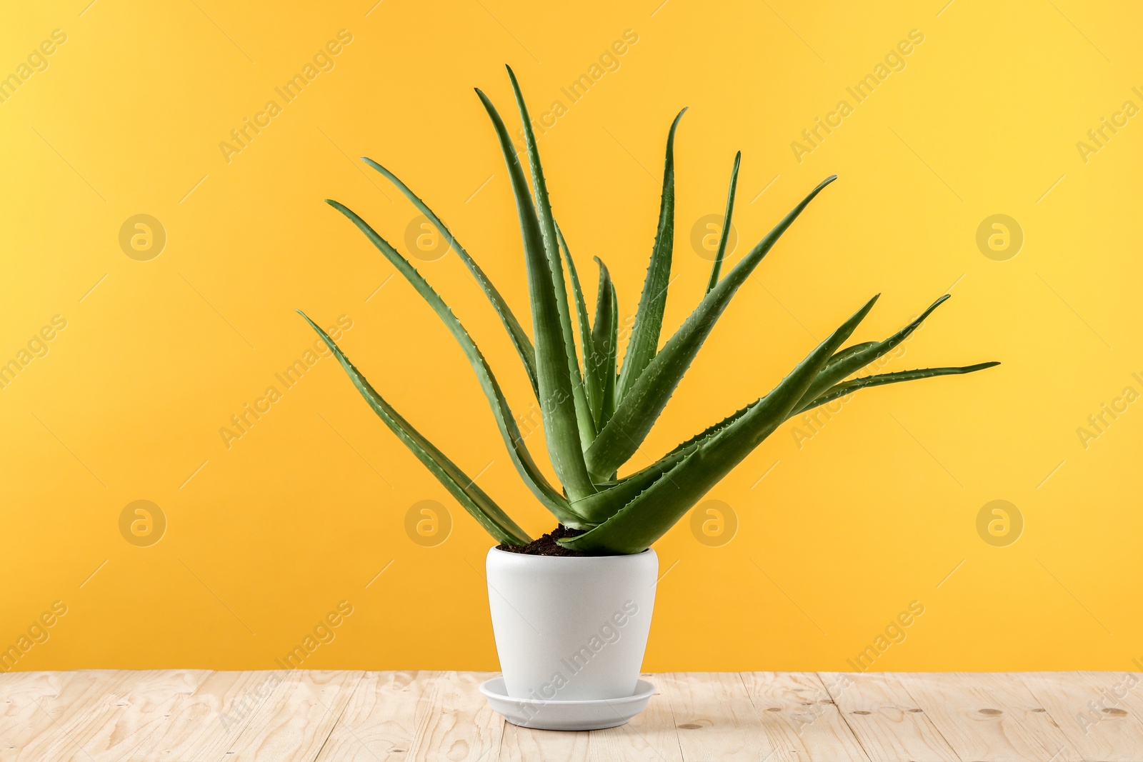 Photo of Green aloe vera in pot on wooden table against yellow background