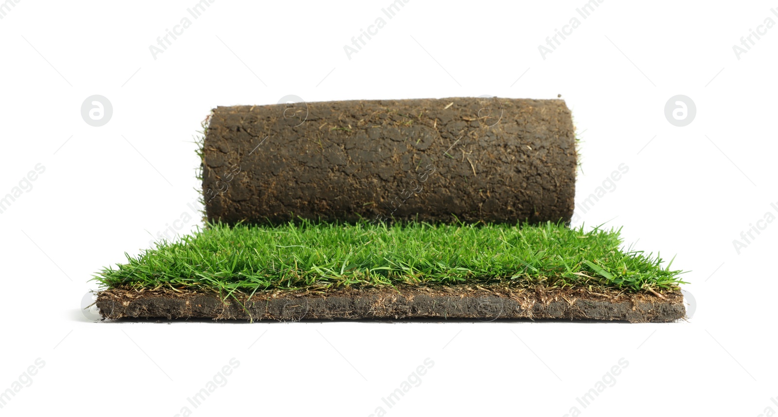 Photo of Rolled sod with grass on white background