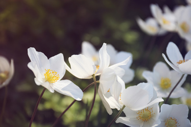 Beautiful blossoming Japanese anemone flowers outdoors on spring day