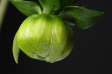 Photo of One beautiful flower on black background, macro