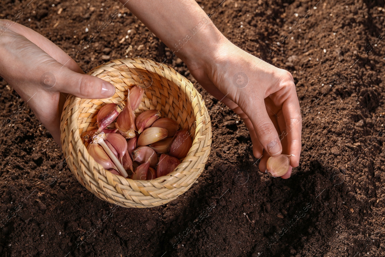 Photo of Woman planting garlic cloves into fertile soil, closeup